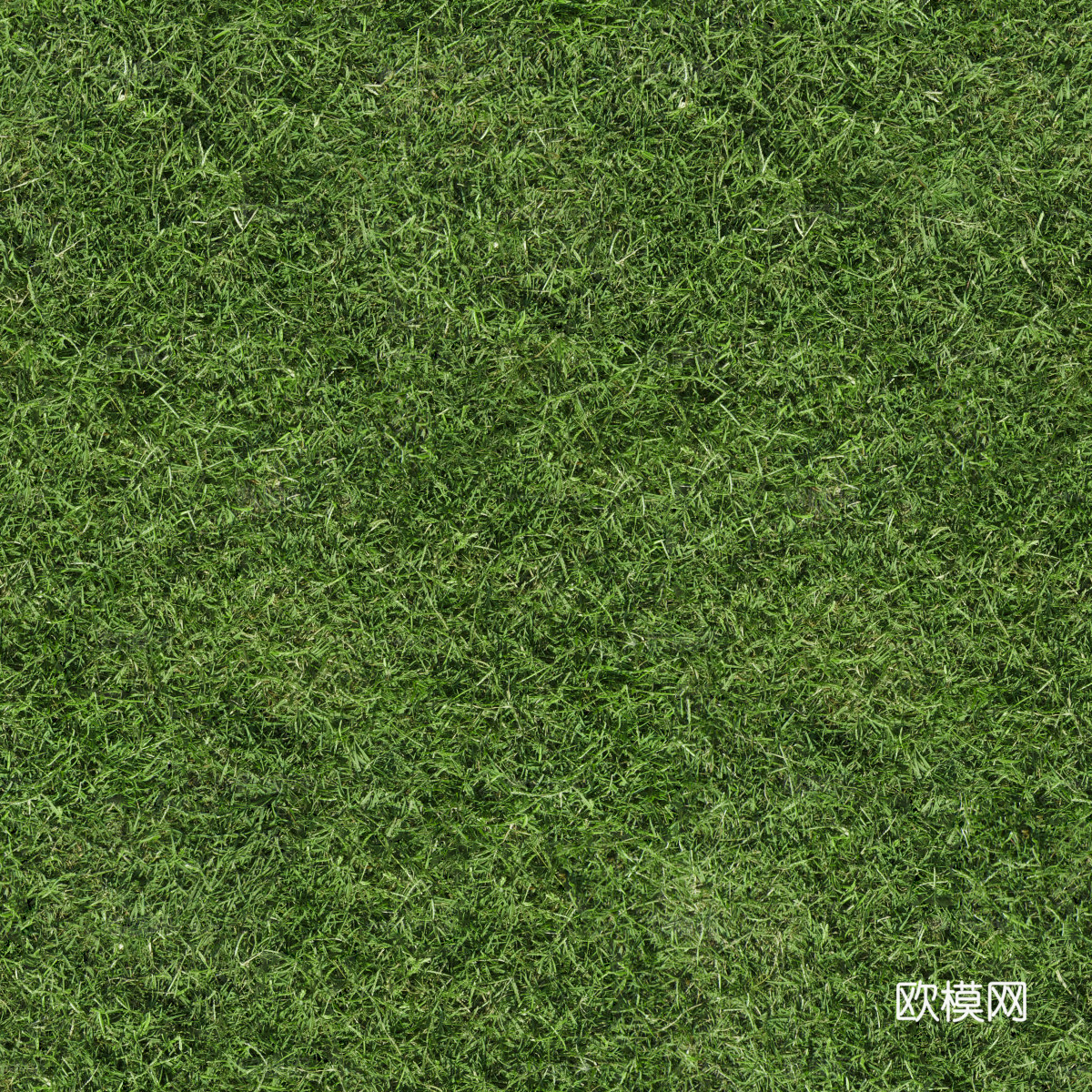 草地草皮草坡59