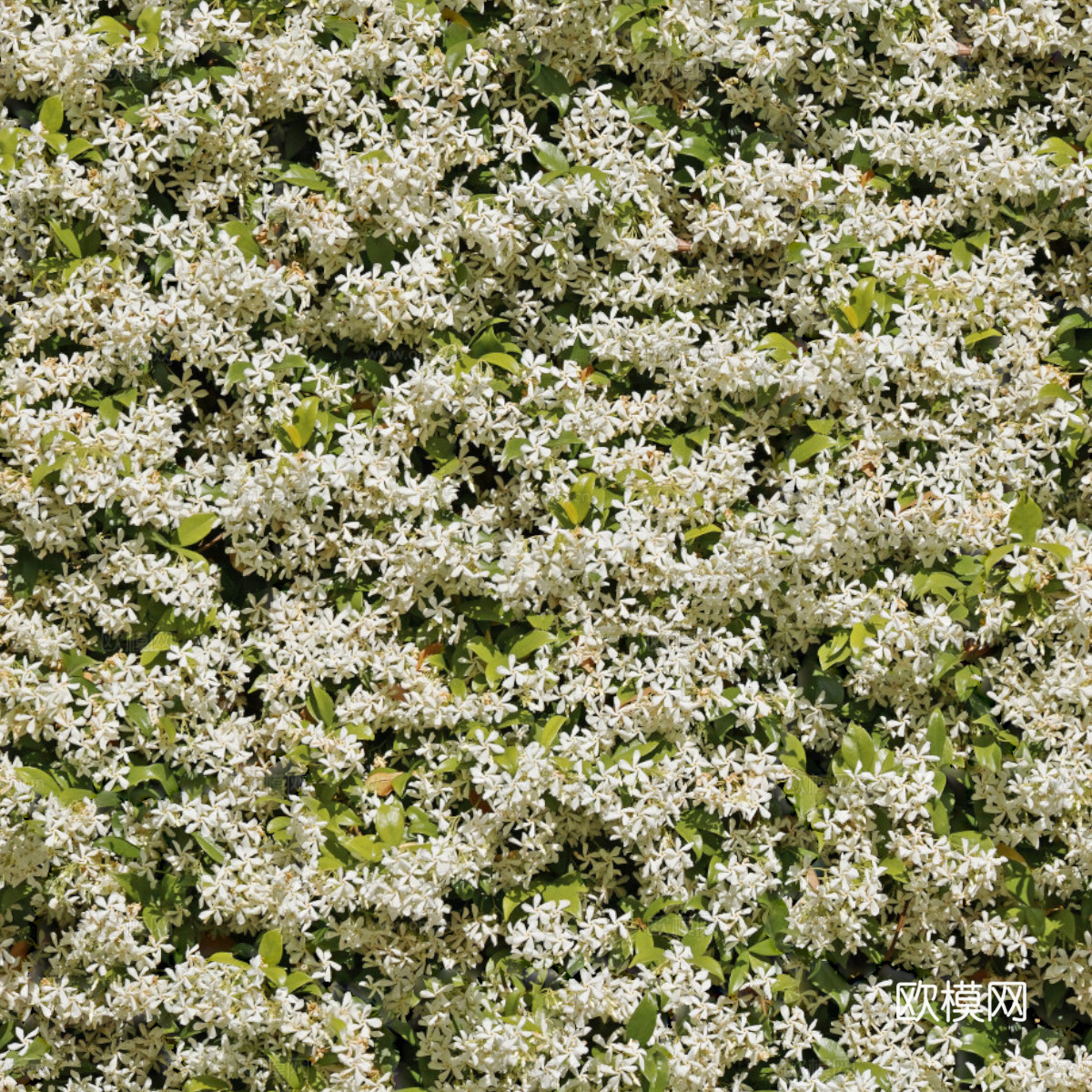 灌木花丛，灌木丛139下载