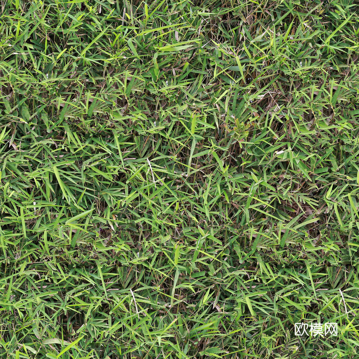 草地草皮草坡47