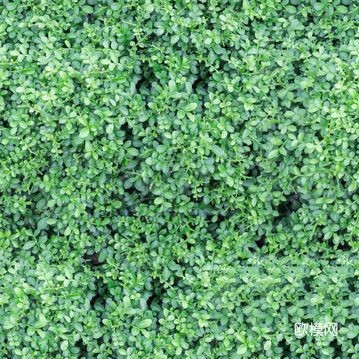 无缝灌木从68下载