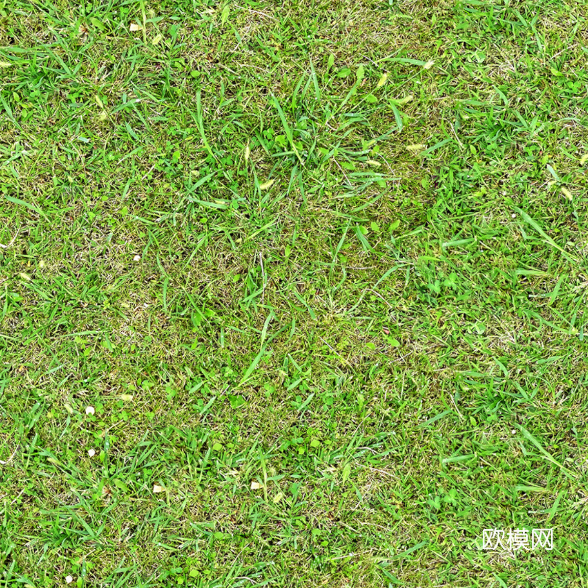 草地草皮草坡10