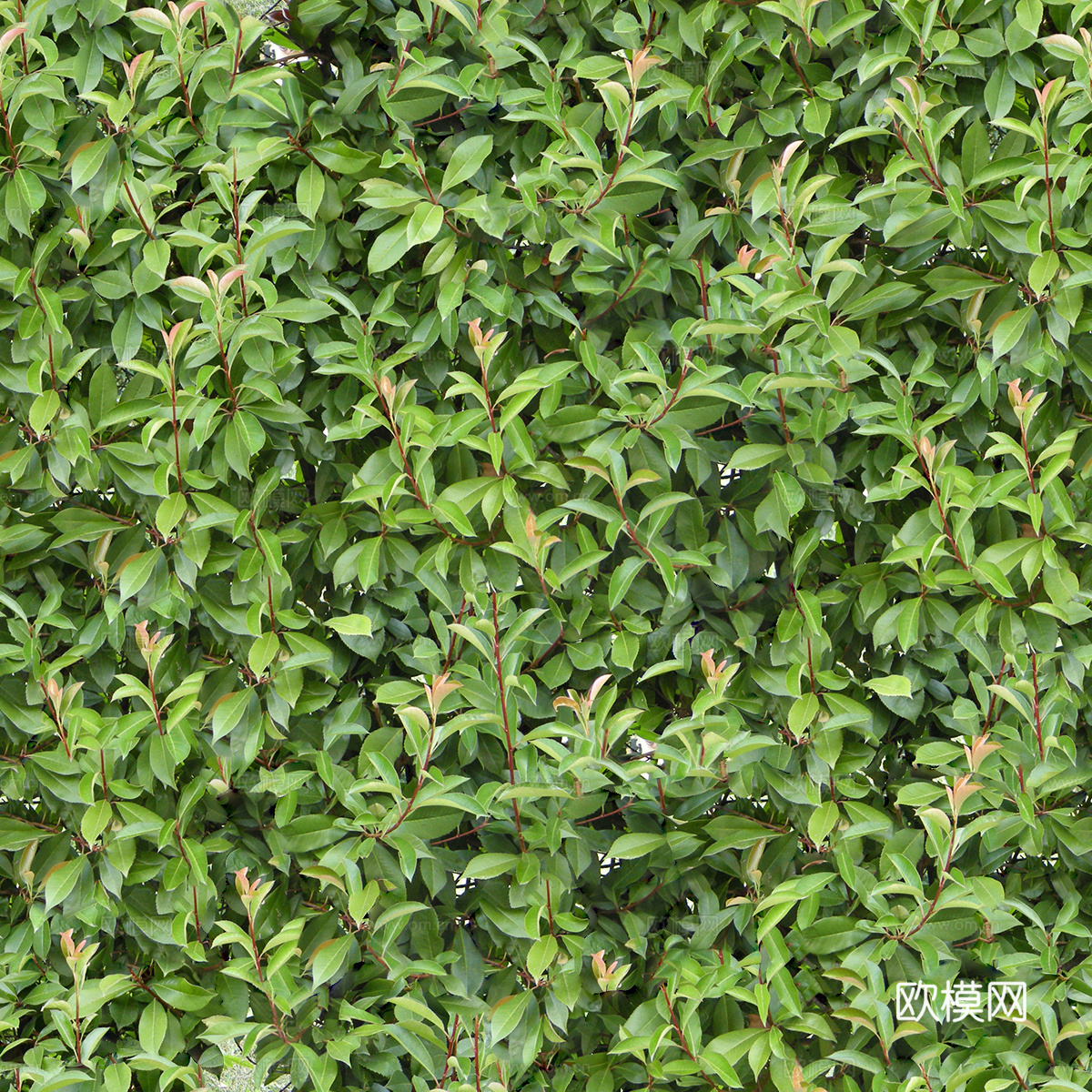 无缝灌木从96下载