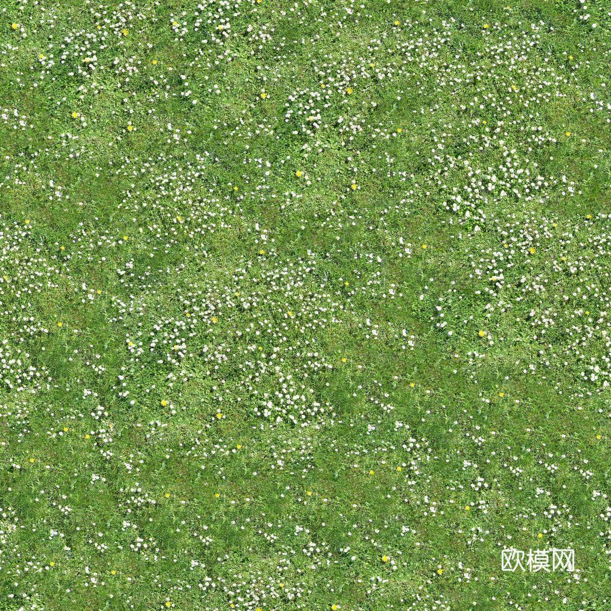 灌木花丛，灌木丛225下载