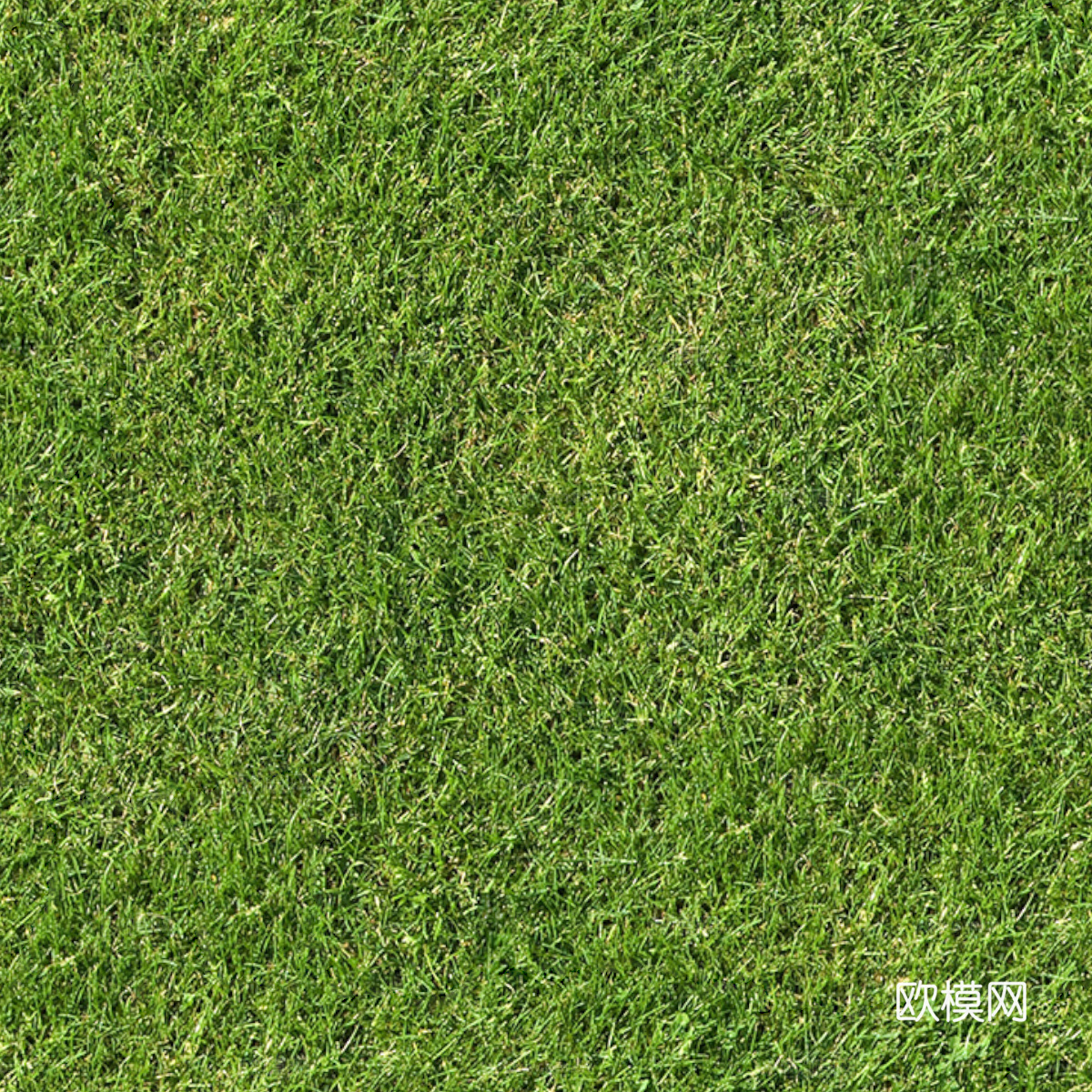 草地草皮草坡15下载