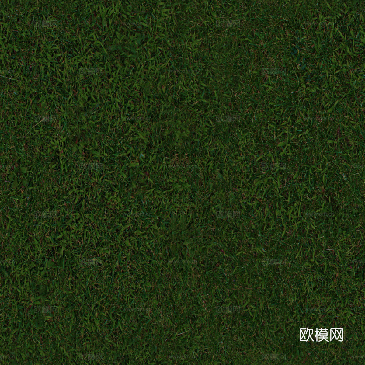 草地草皮草坡116