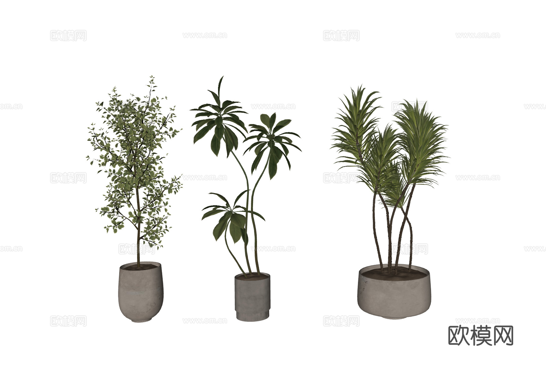 现代盆栽植物su模型下载（渲染图2）