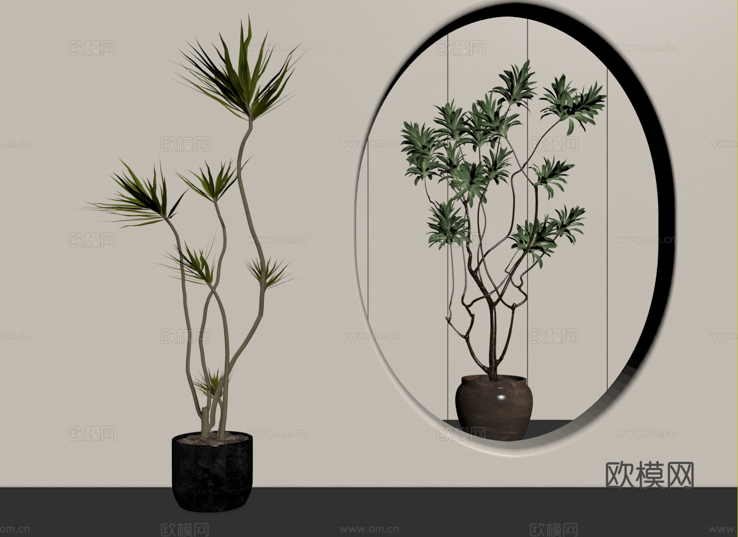 中古侘寂绿植 盆栽 千年木 龙血树 百合竹su模型