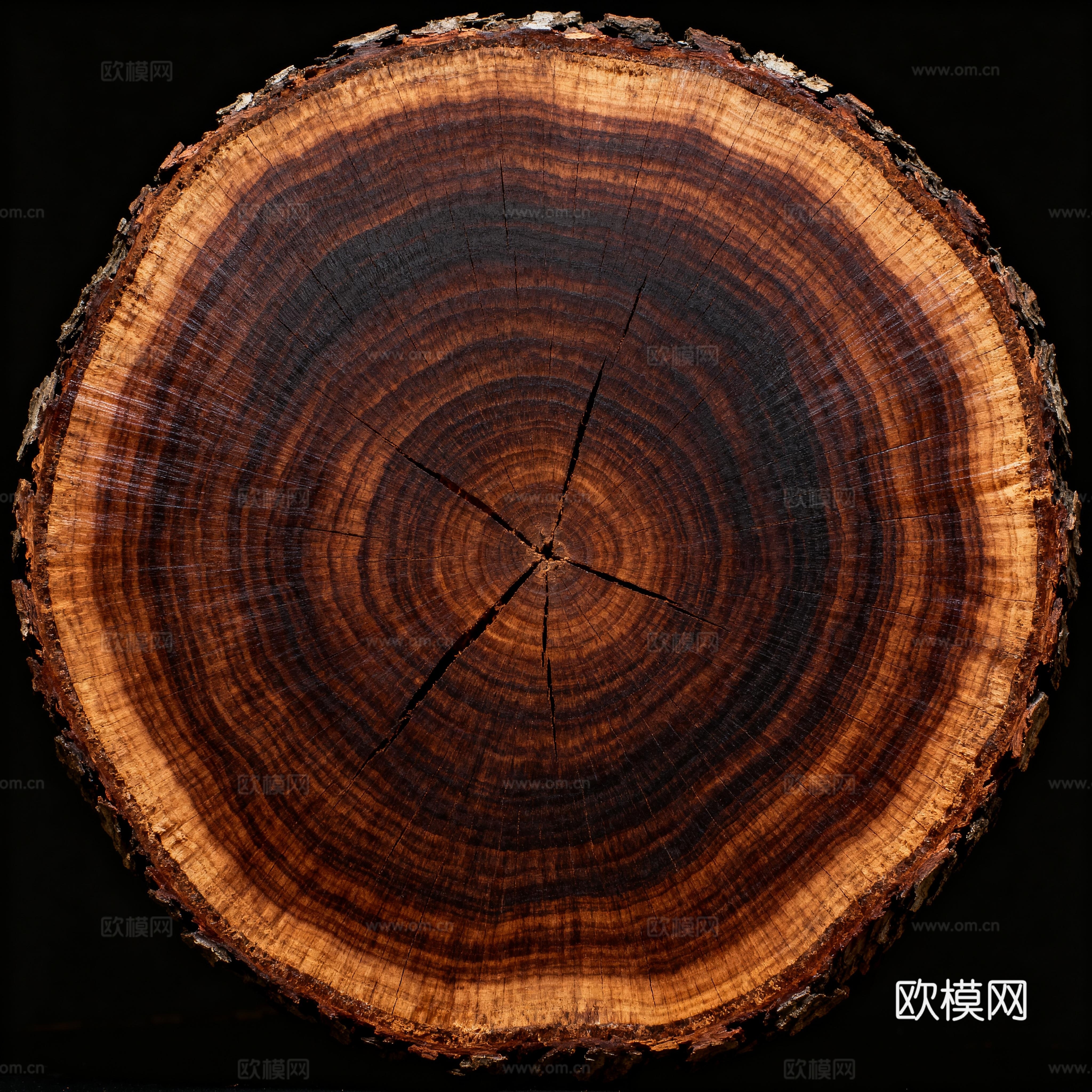 木头切面 木墩座面 木年轮 圆木下载