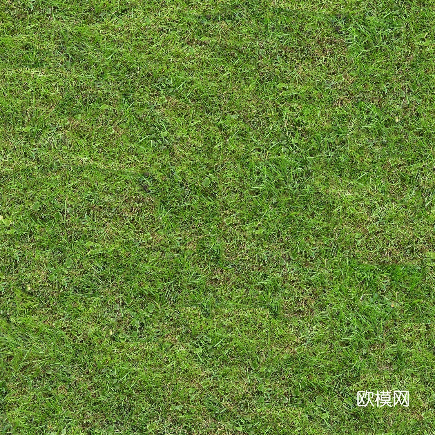 草地 草皮 草丛