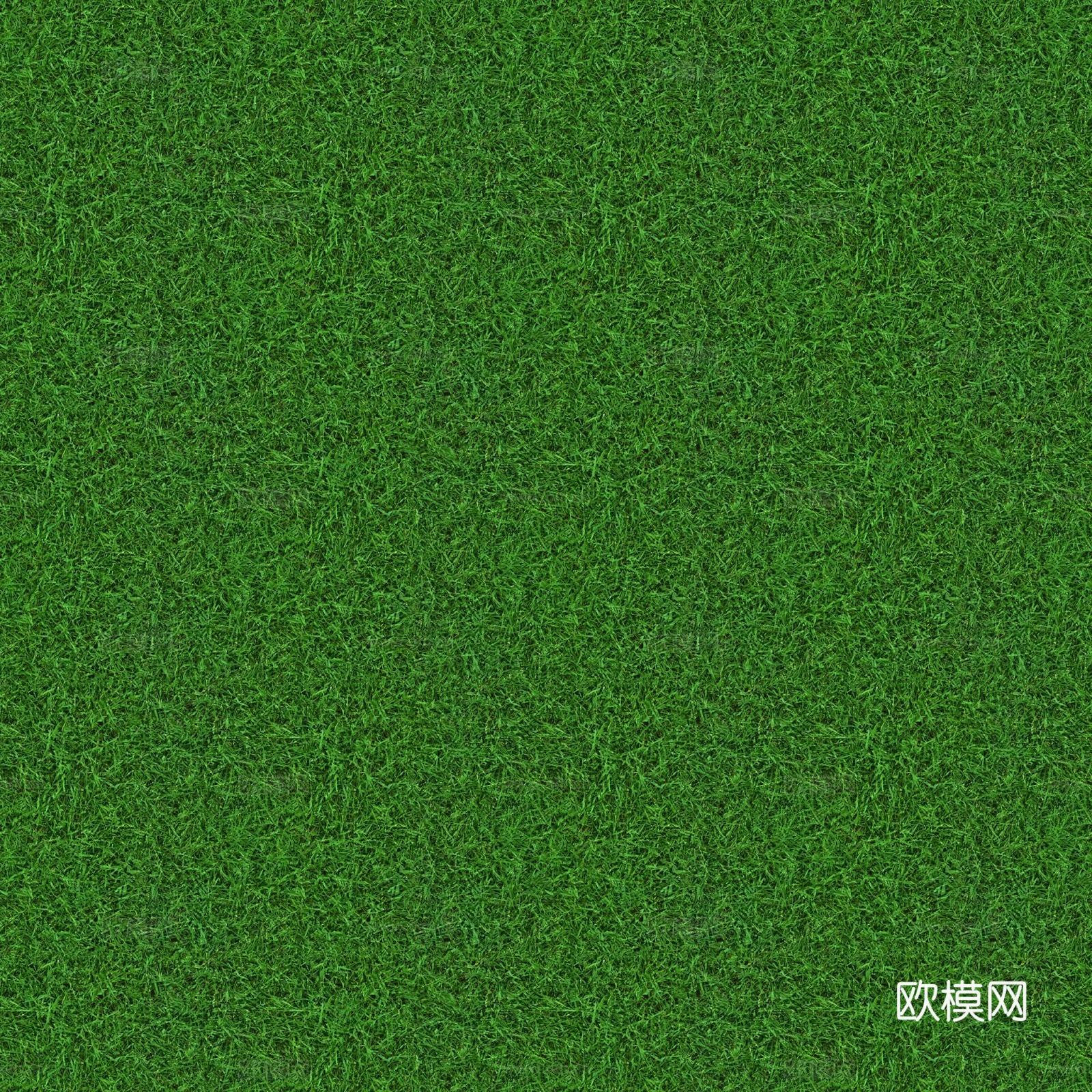 草地 草皮 草丛