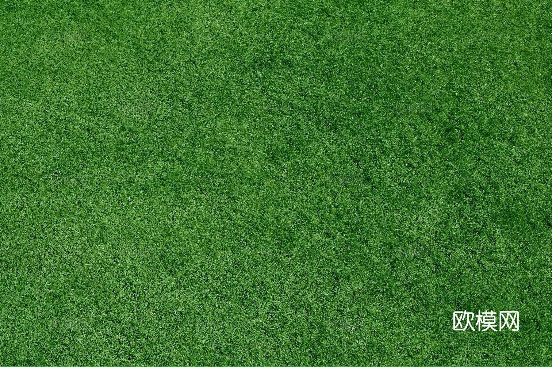 草地 草皮 草丛