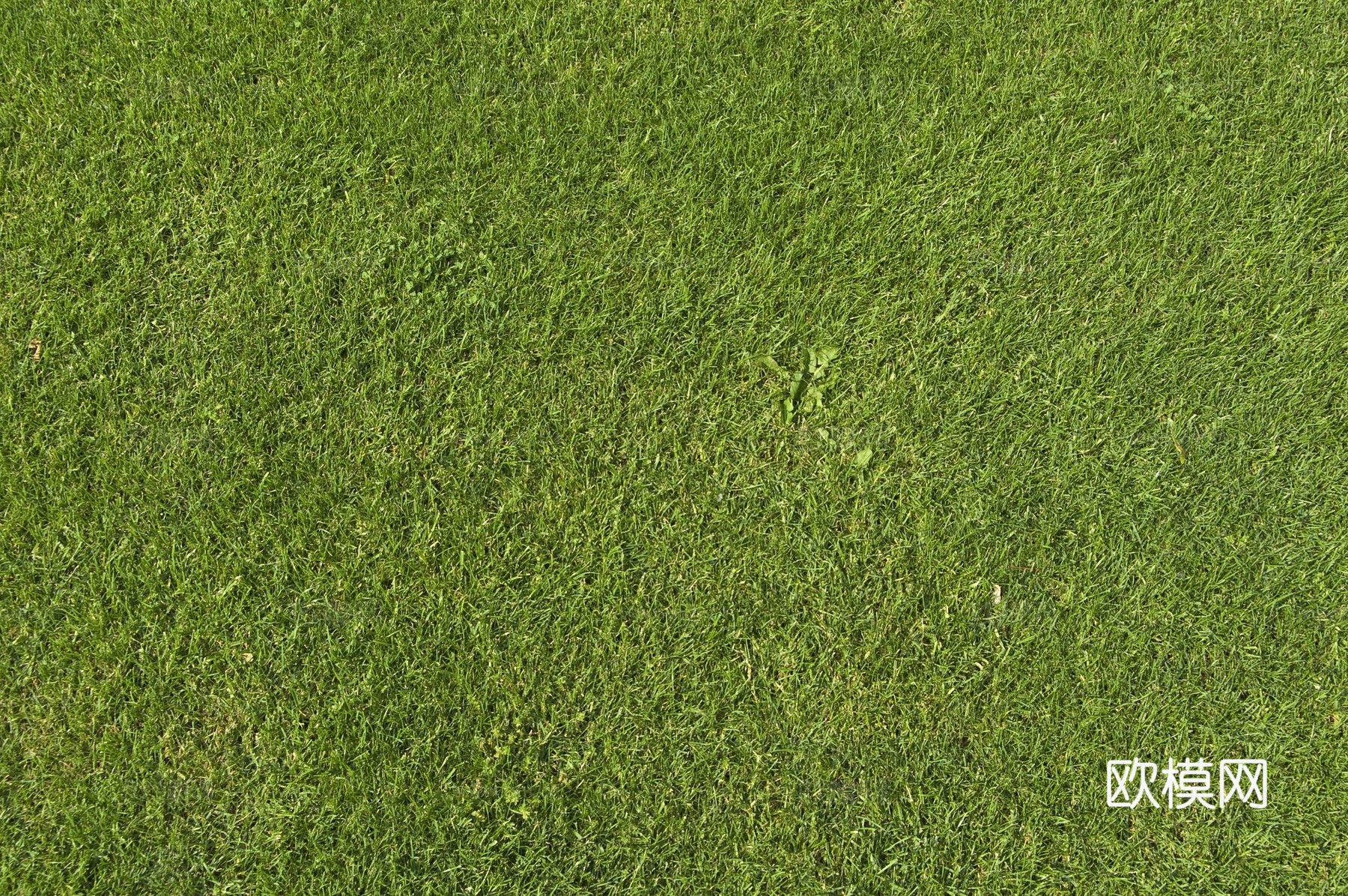 草地 草皮 草丛