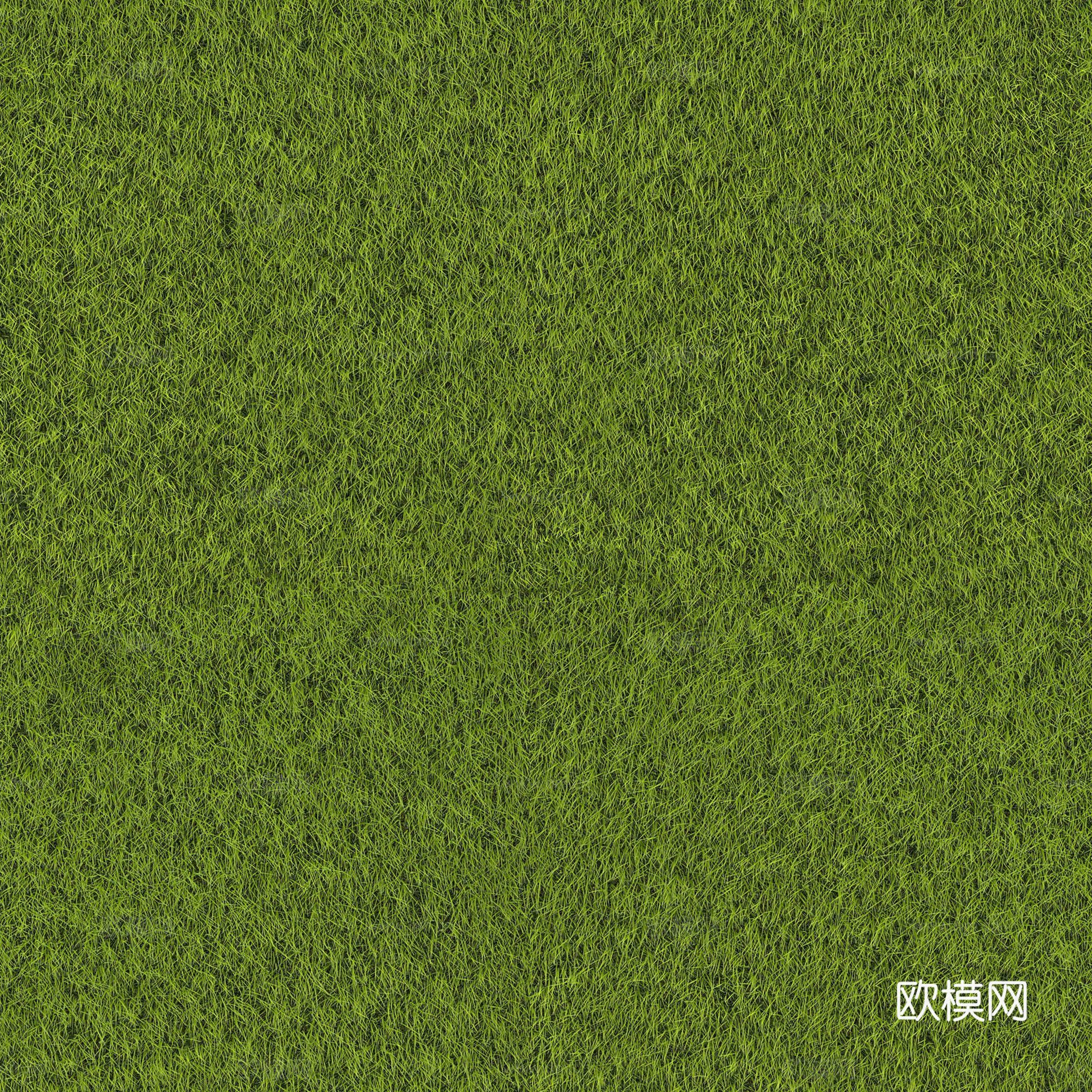 草地 草皮 草丛