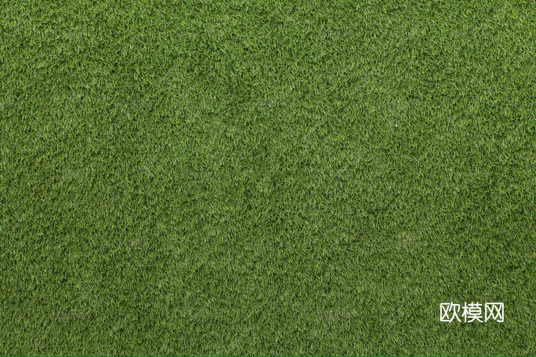 草地 草皮 草丛
