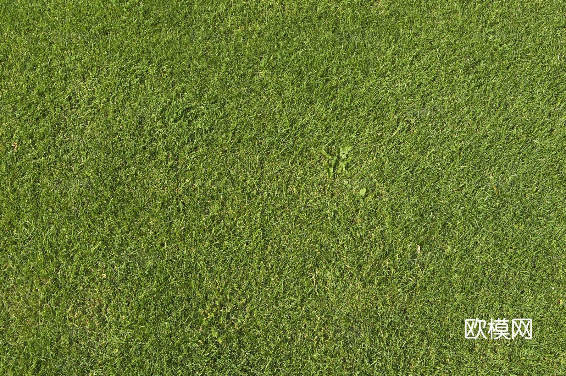 草地 草皮 草丛