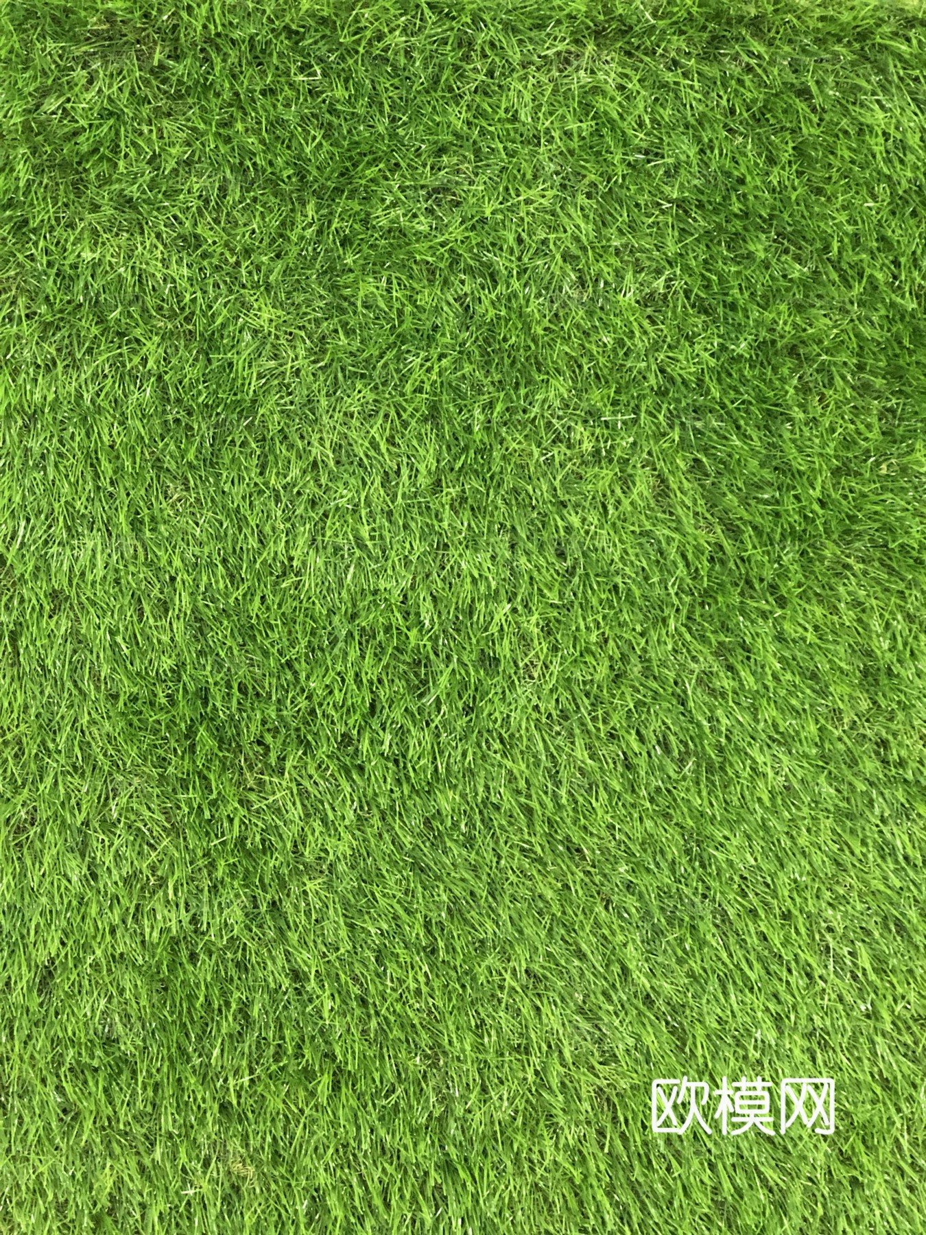草地 草皮 草丛