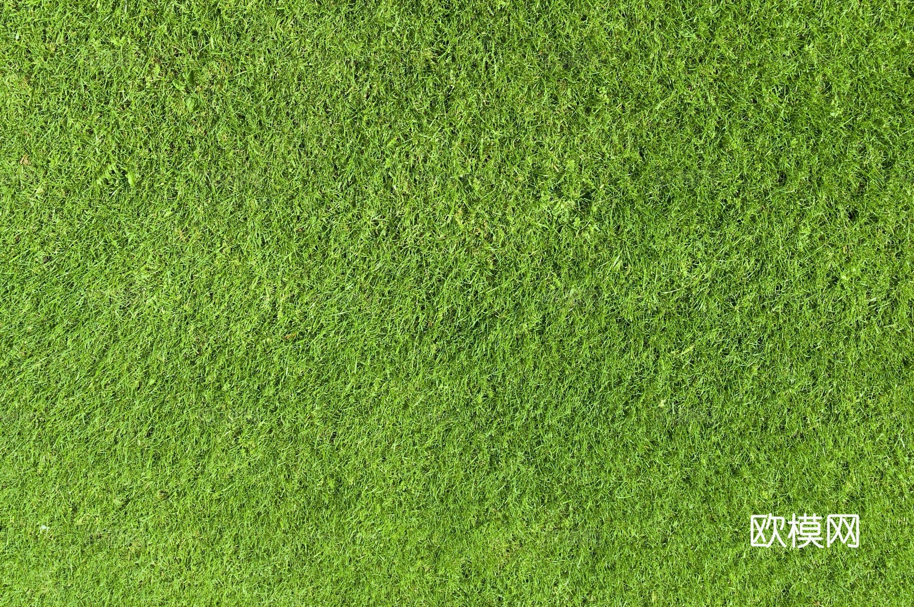 草地 草皮 草丛