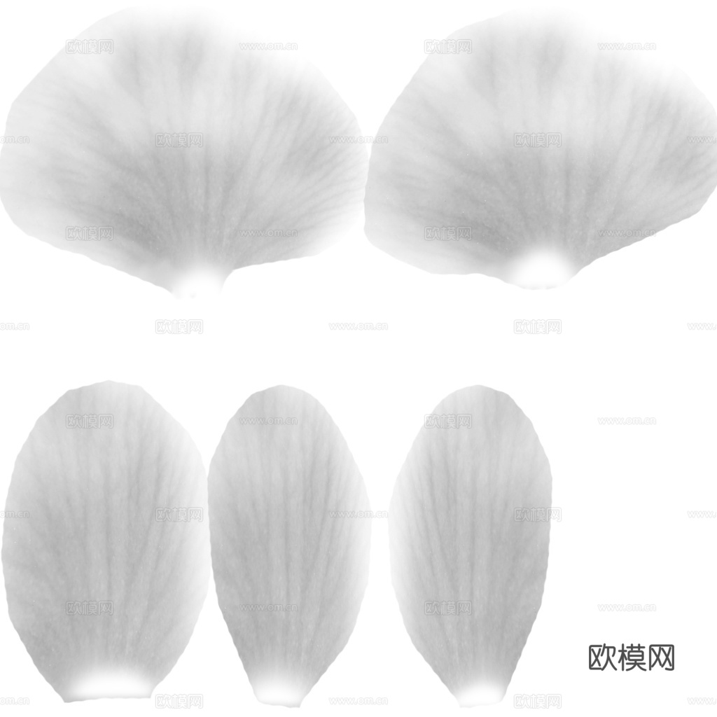 高精度花瓣灰度贴图