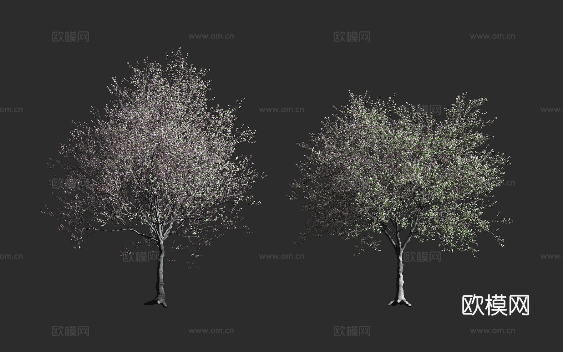 杏仁树 扁桃 巴旦木3d模型下载