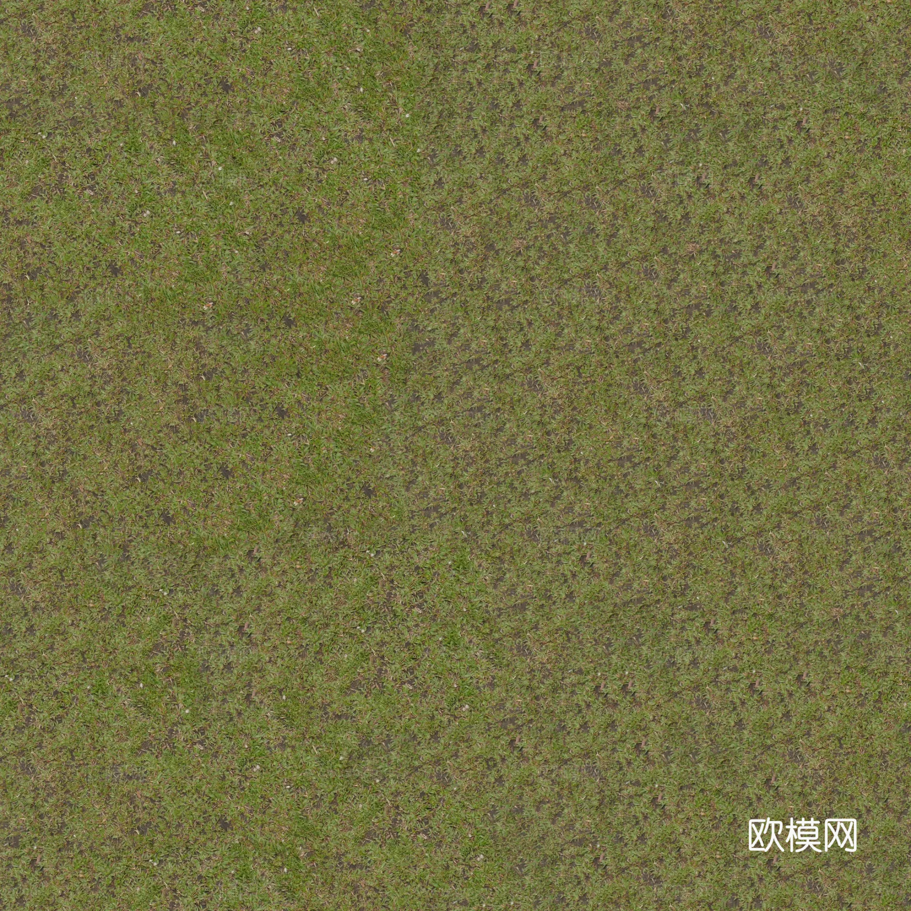 草地 杂草 泥土 土地 蕨类植物