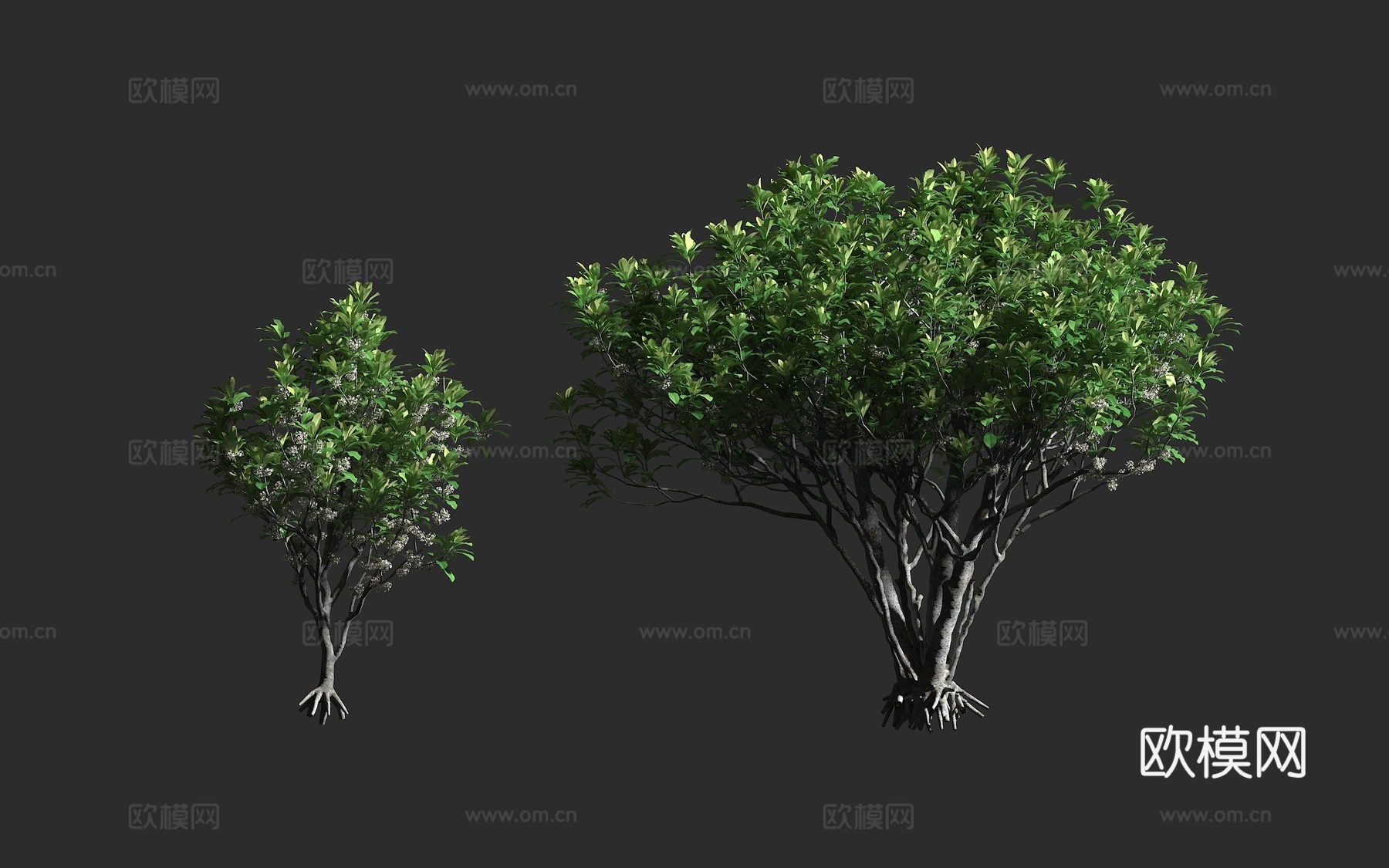 海棠 海棠树 海棠科海棠属 盆栽植物3d模型下载