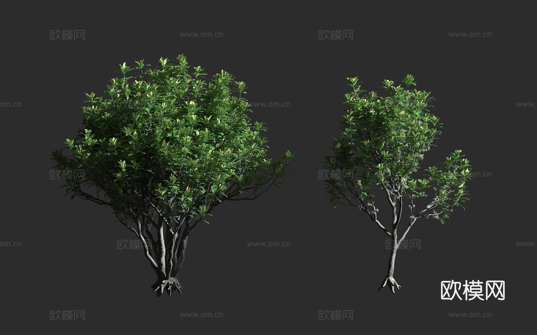 海棠 海棠树 海棠科海棠属 盆栽植物3d模型下载