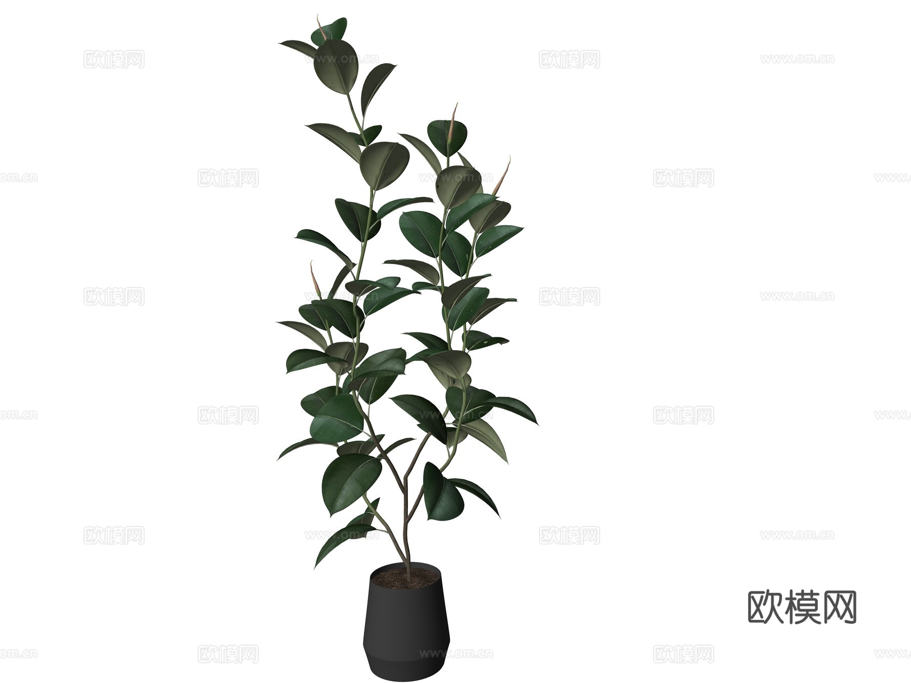 现代盆栽植物su模型