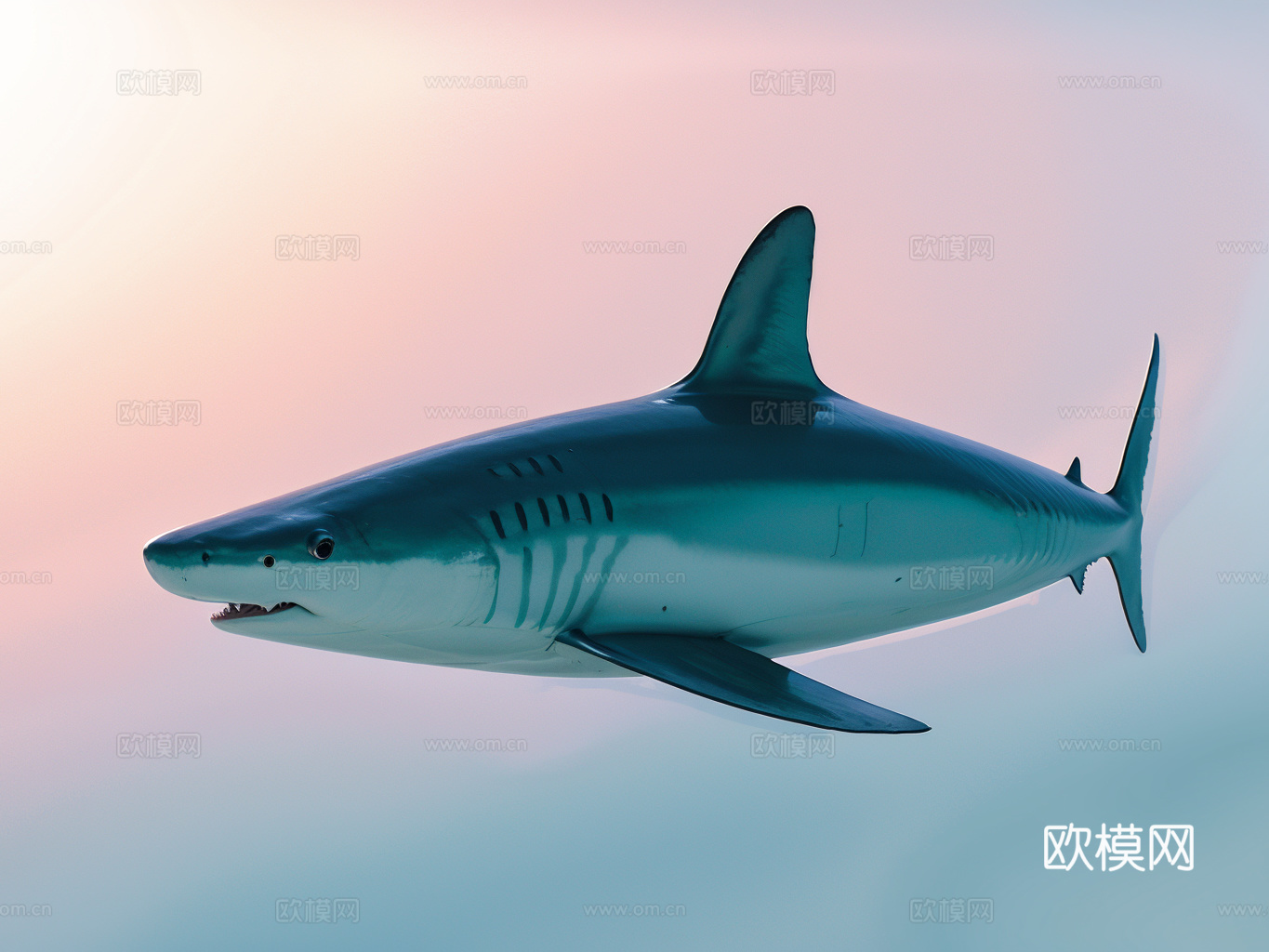 鲨鱼su模型
