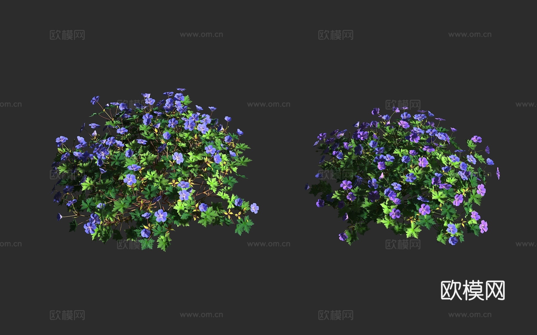 罗赞尼天竺葵 罗赞尼老鹳草 观赏植物 牻牛儿苗科 天竺葵属3d模型下载