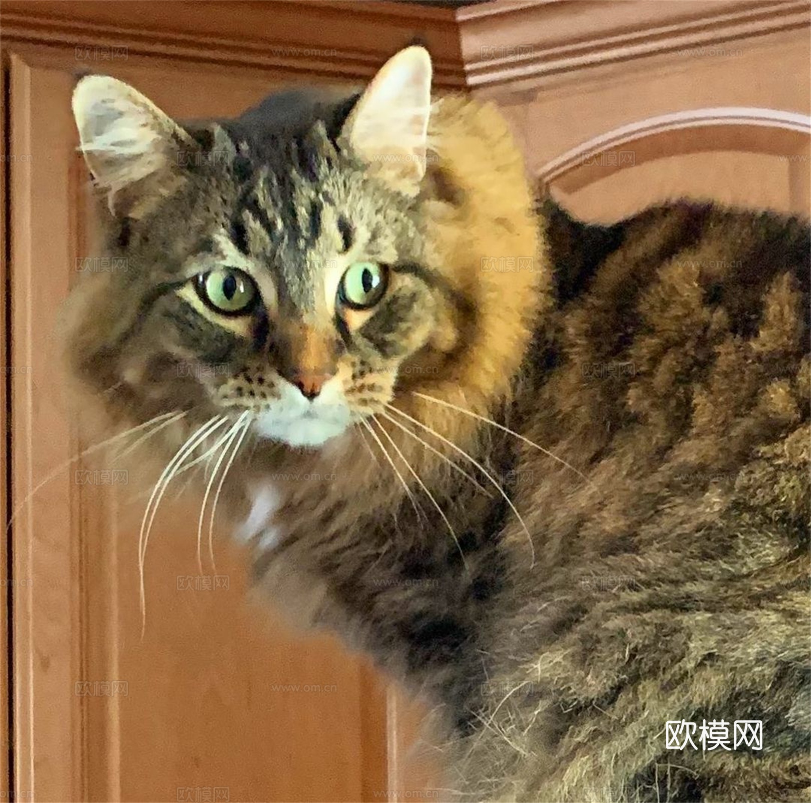 可爱动物手绘创意童趣插画猫咪动物插画治愈系插画可爱儿童插画下载