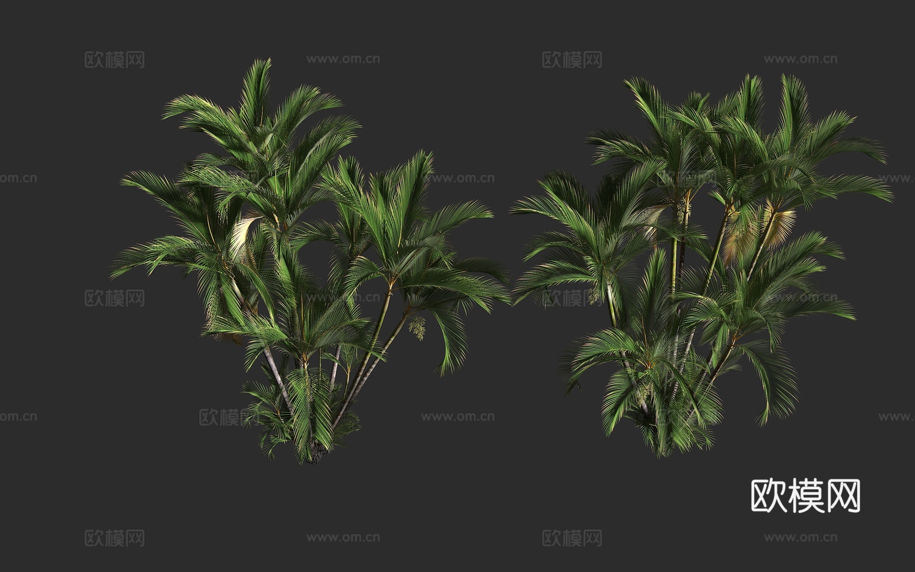 散尾葵 黄椰子 丛生灌木 棕榈科 金果椰属 近危物种3d模型