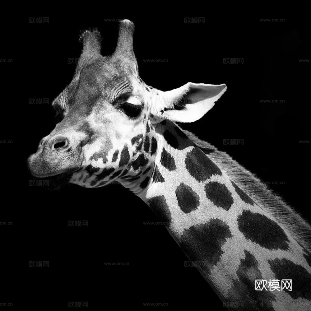 黑白摄影装饰画