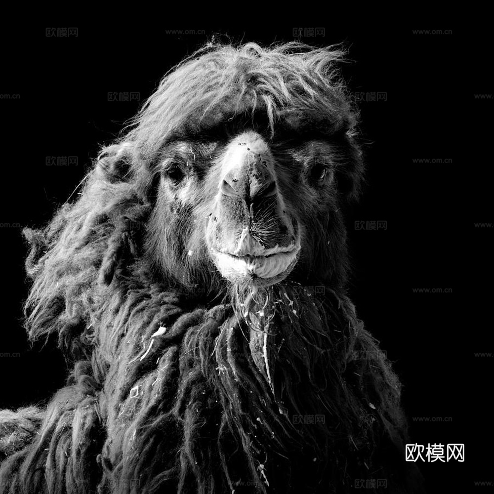 黑白摄影装饰画