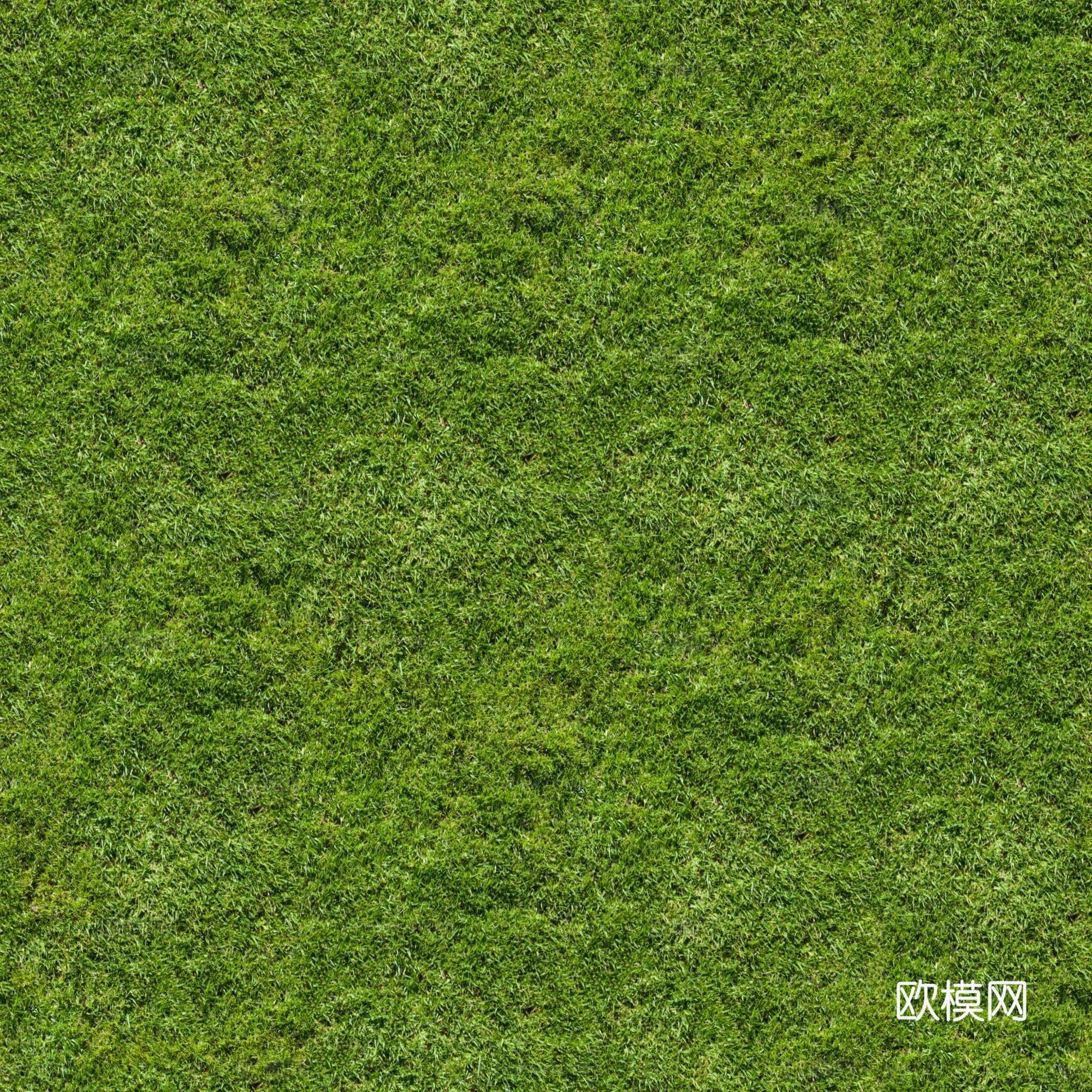 无缝自然草地草皮草坪