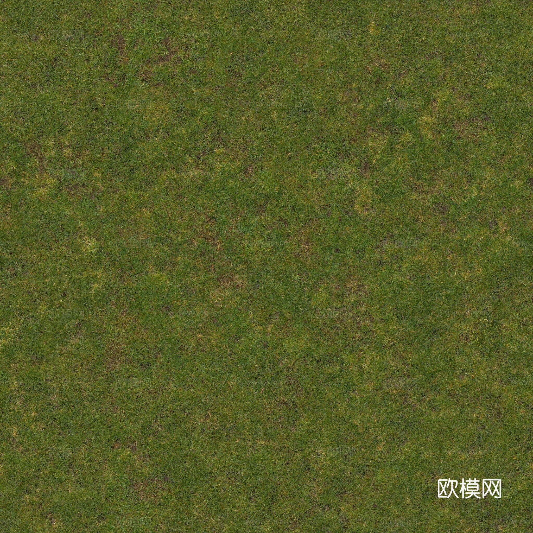 平坦的草地纹理