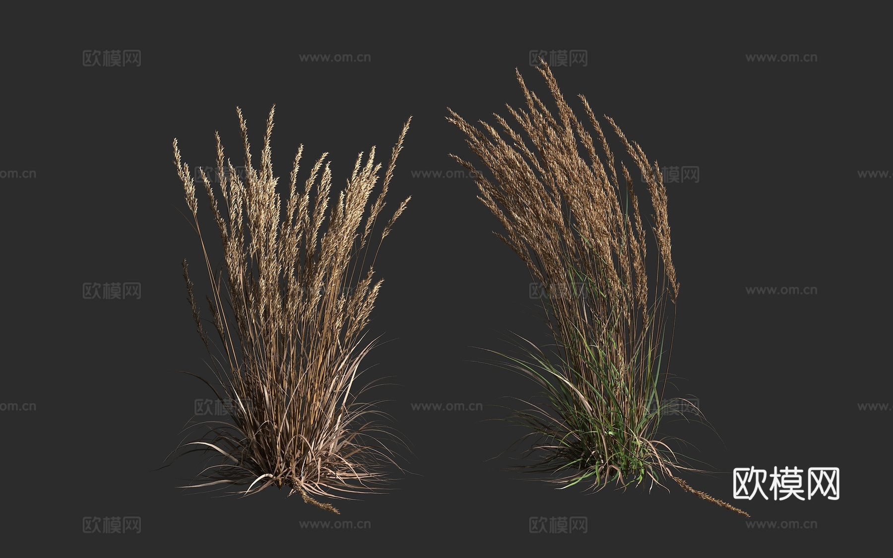 卡尔福斯特羽毛芦苇草 多年生草本植物3d模型