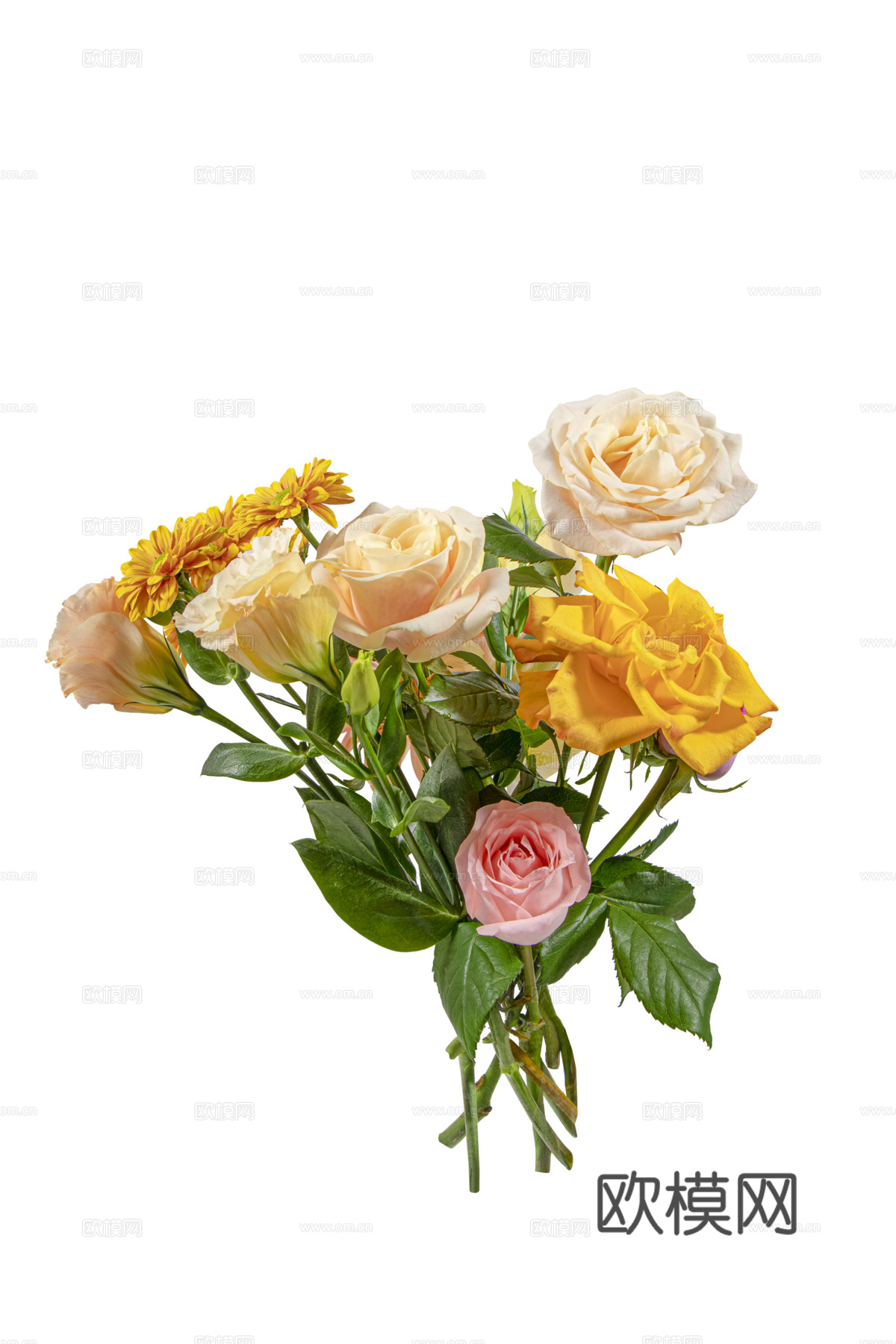 现代花卉植物PNG免抠