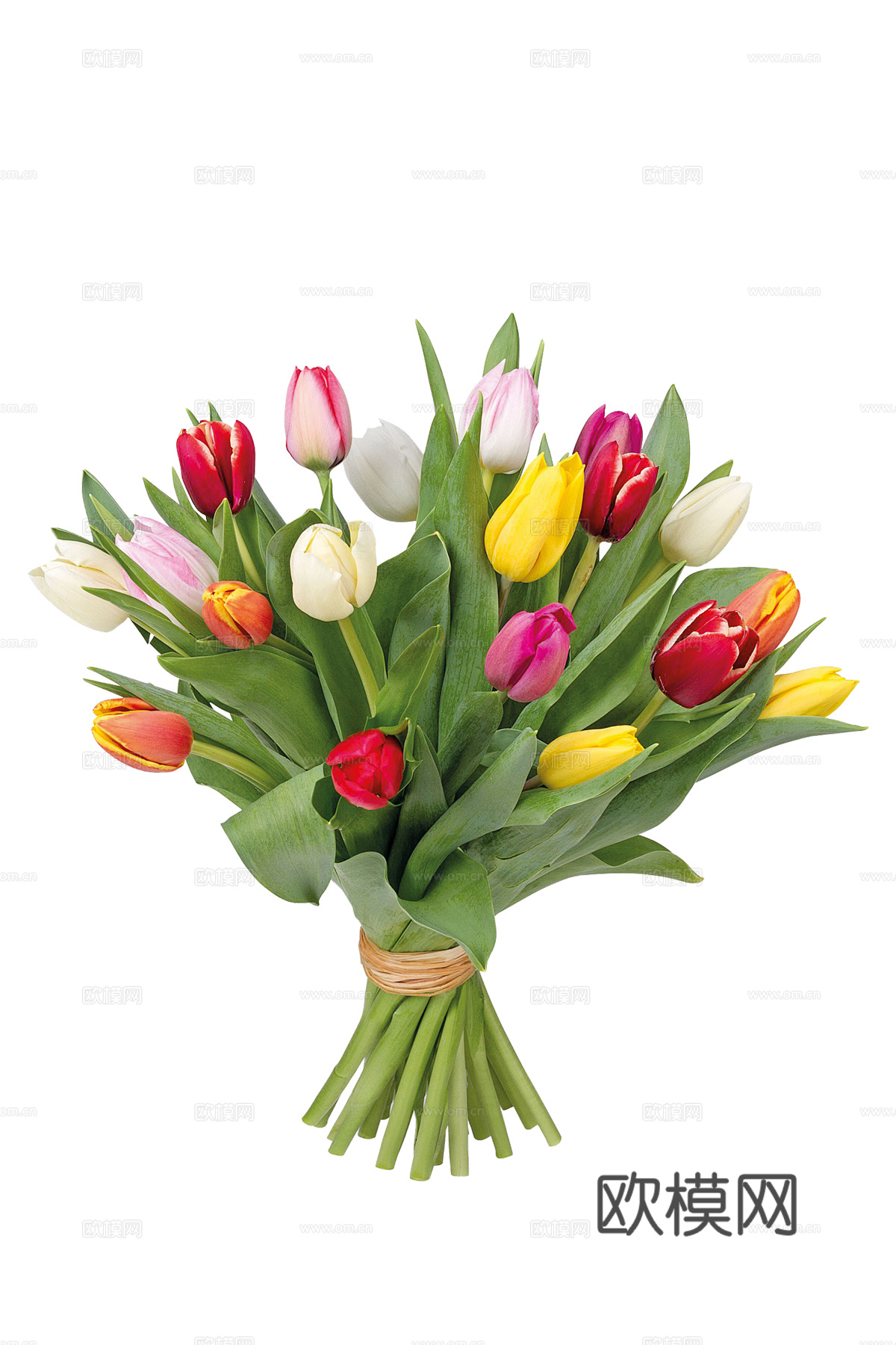 现代花卉植物PNG免抠