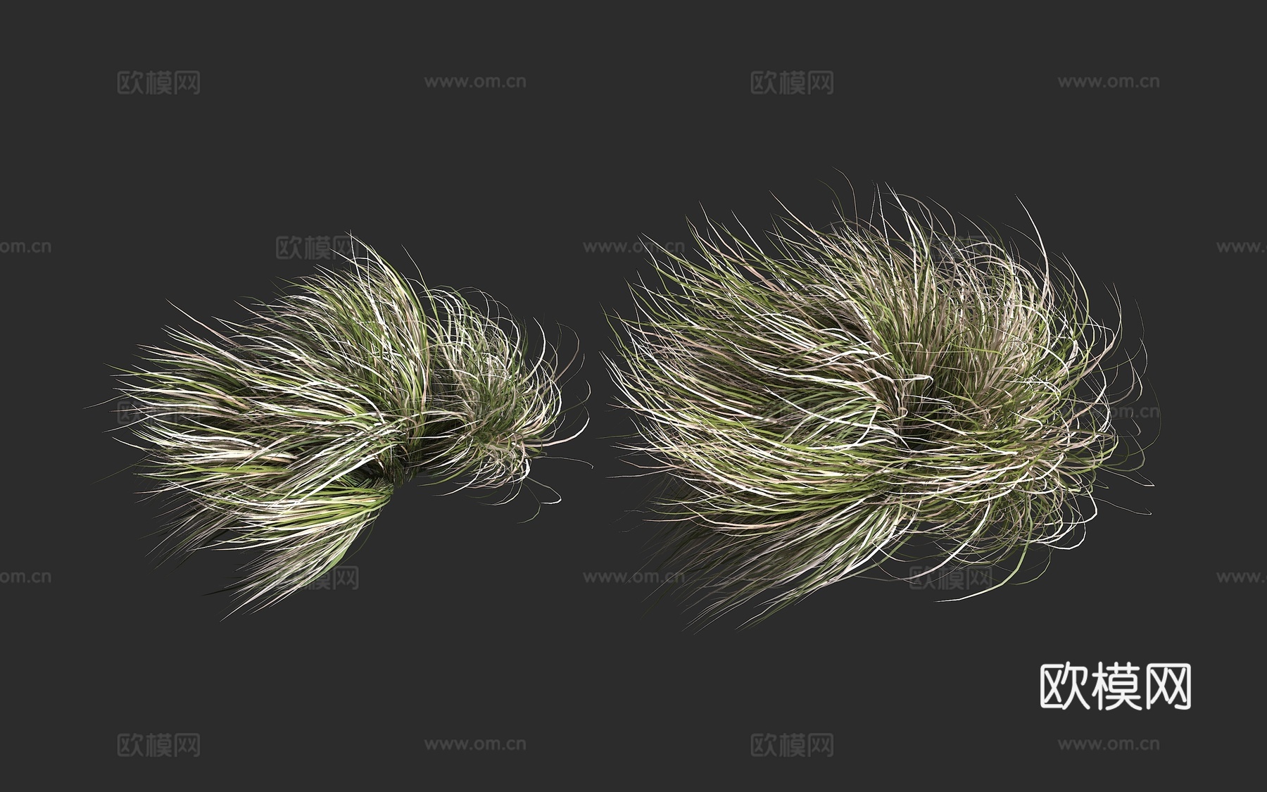 卷毛苔草 霜卷苔草 莎草科 苔草属 多年生草本植物3d模型下载