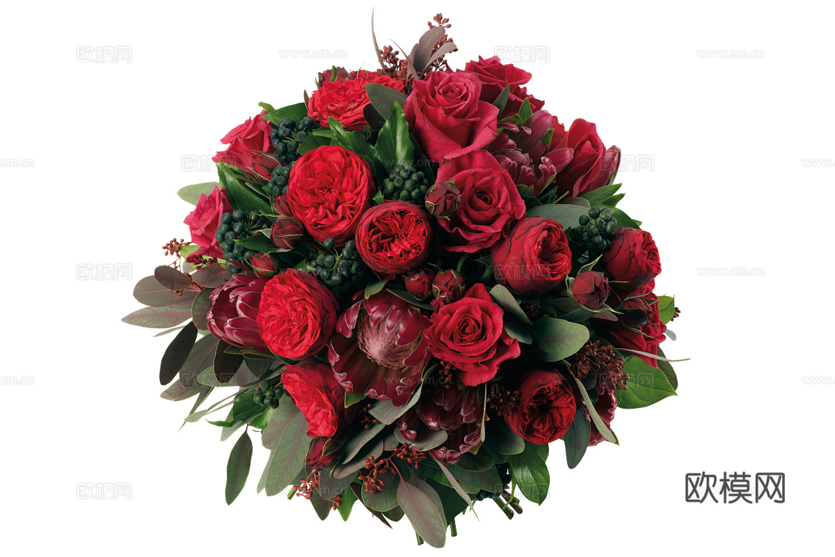 现代花卉植物PNG免抠