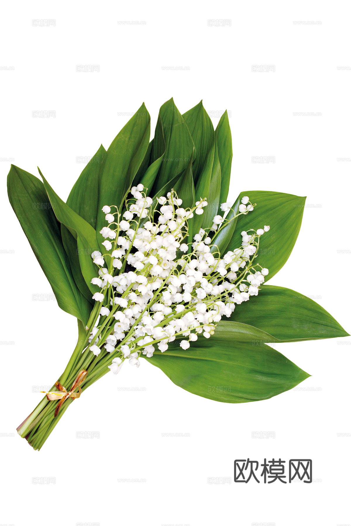 现代花卉植物PNG免抠