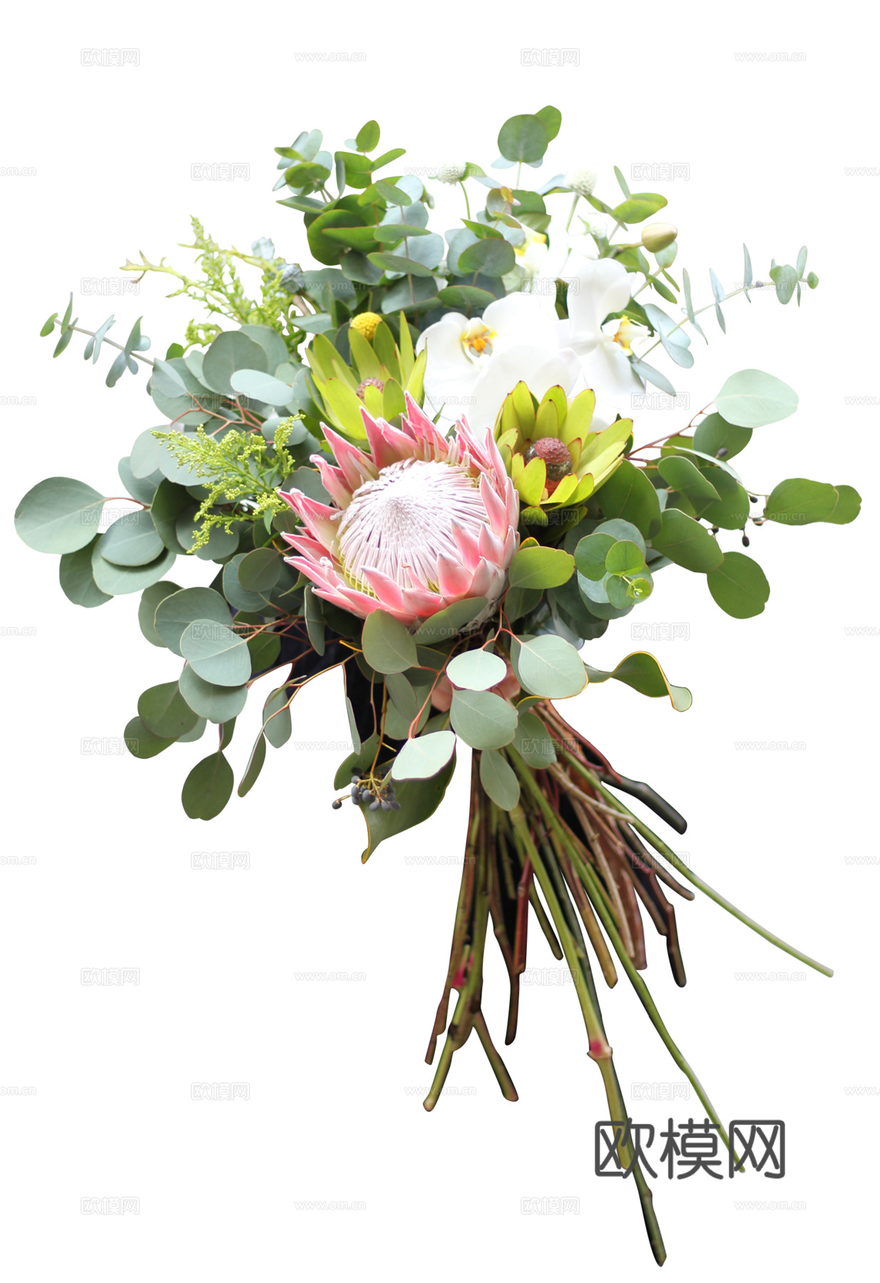 现代花卉植物PNG免抠