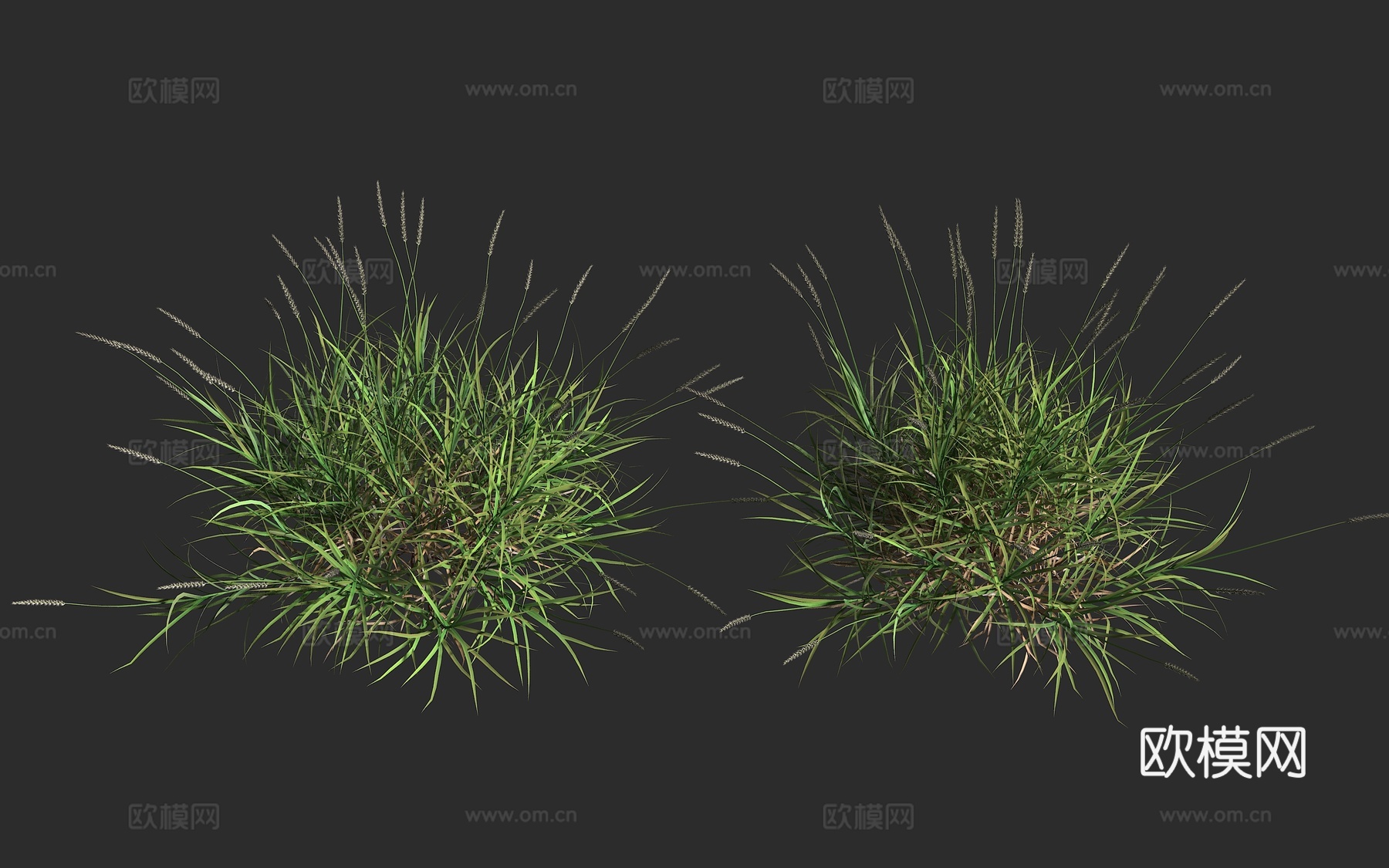 纤毛蒺藜草 非洲狗尾草 优质牧草 禾本科 蒺藜草属 草本植物3d模型下载