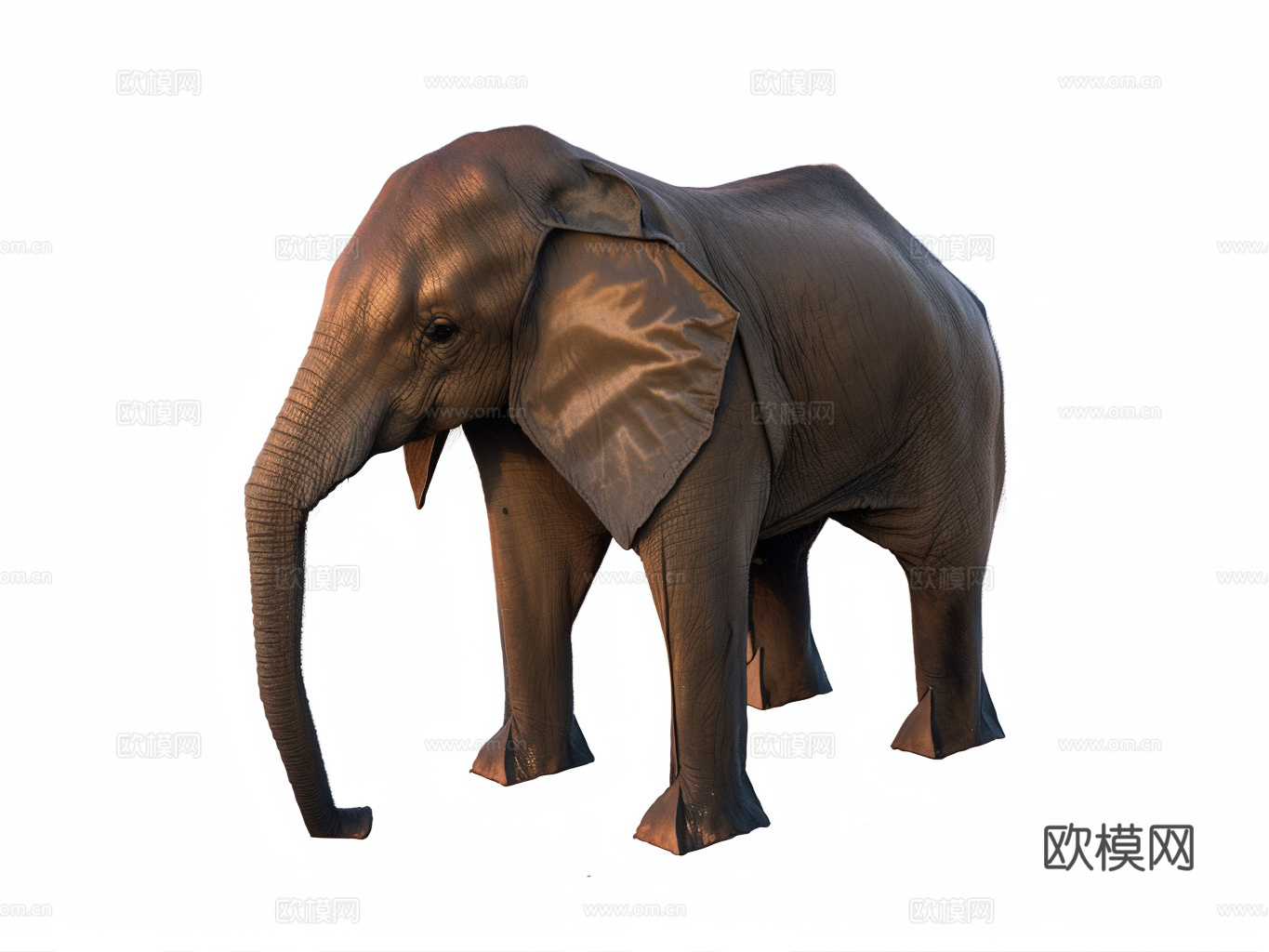 大象su模型