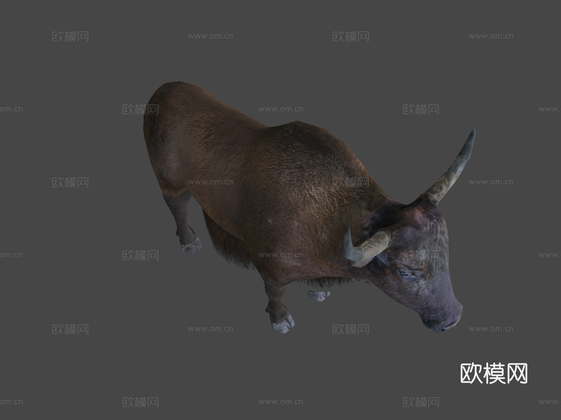家养牦牛低多边形3d模型下载（渲染图8）