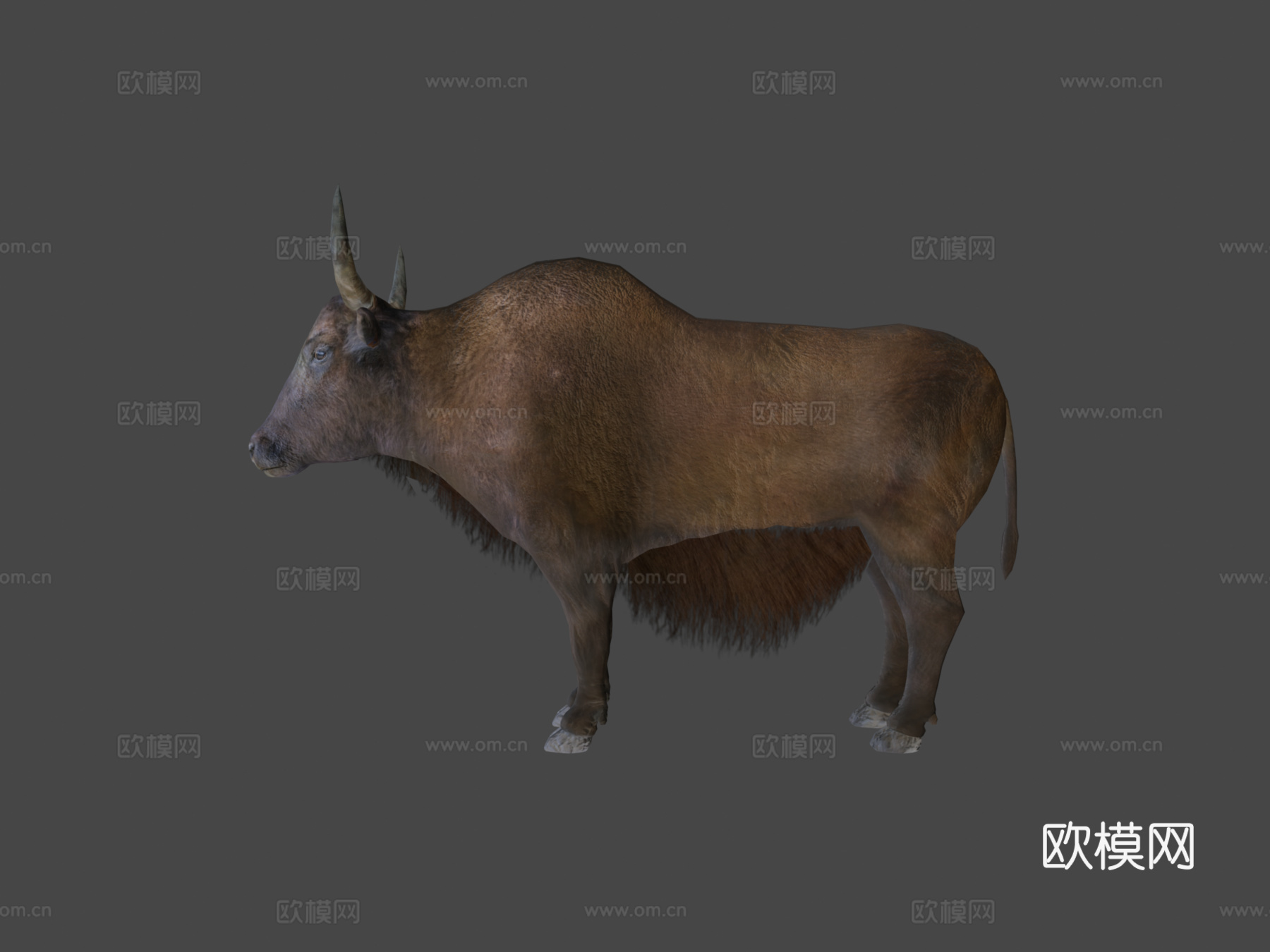 家养牦牛低多边形3d模型下载（渲染图6）