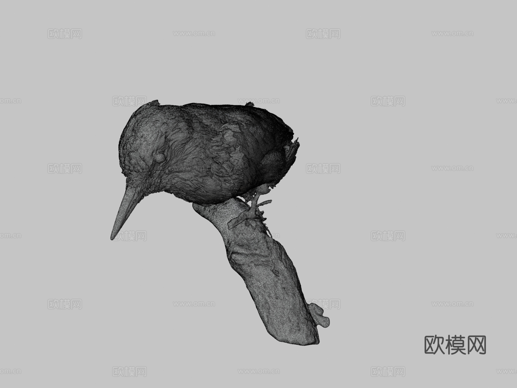 毛啄木鸟3d模型