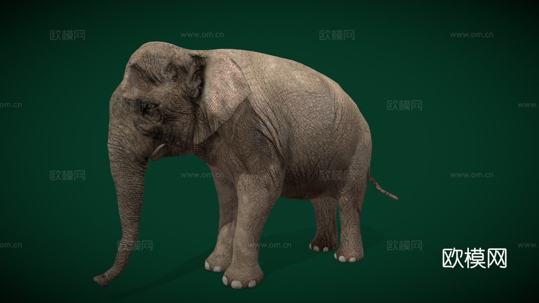 亚洲象成年濒危3d模型
