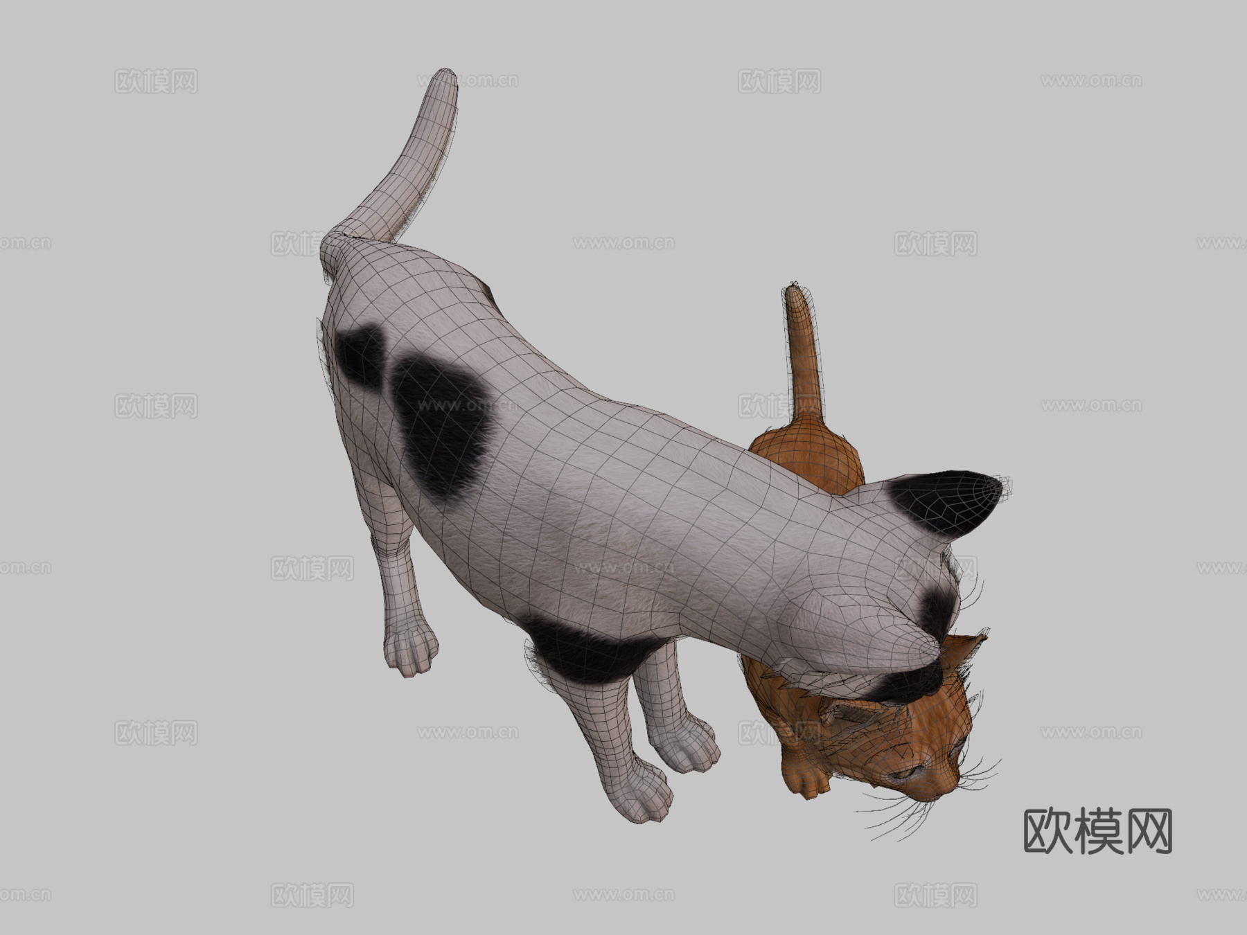 猫科家族3d模型下载（渲染图2）
