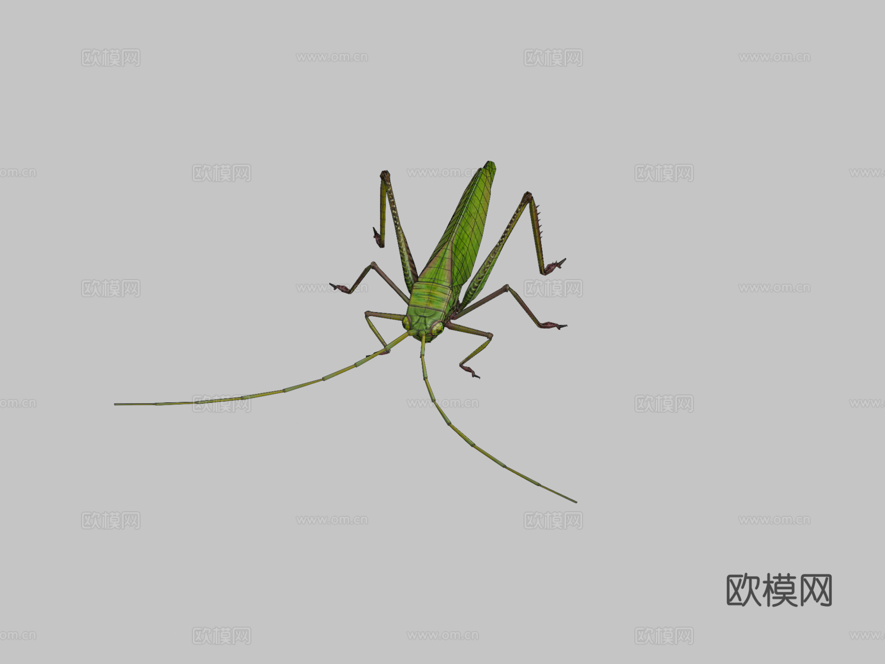 蚱蜢动物低模3d模型下载（渲染图2）